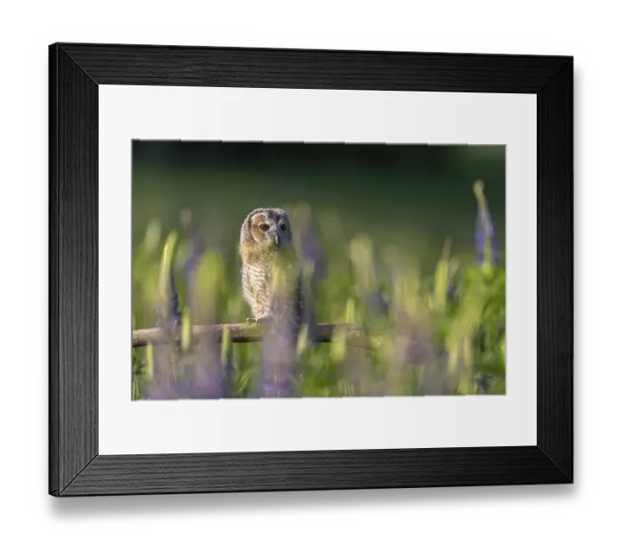 Framed Print : One young Ural owl (Strix uralensis) sitting on a branch lying in a field of flowering lupines in late evening light