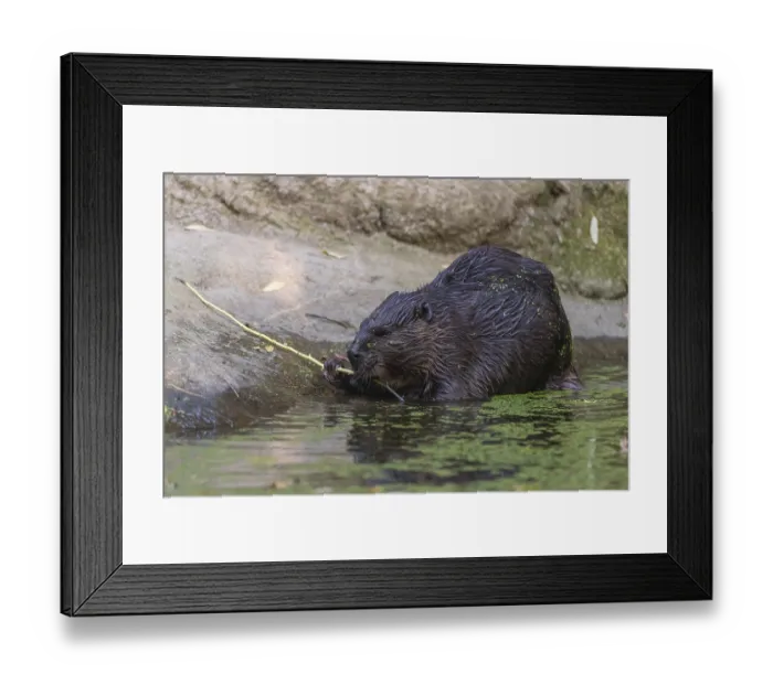 Framed Print : One North American beaver or Canadian beaver Framed Print : One North American beaver or Canadian beaver