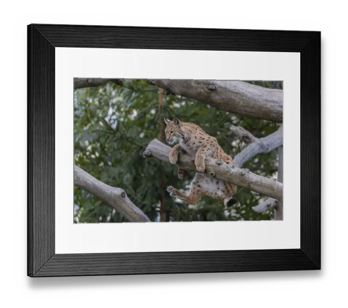 Framed Print : One Eurasian lynx, (Lynx lynx) Framed Print : One Eurasian lynx, (Lynx lynx)