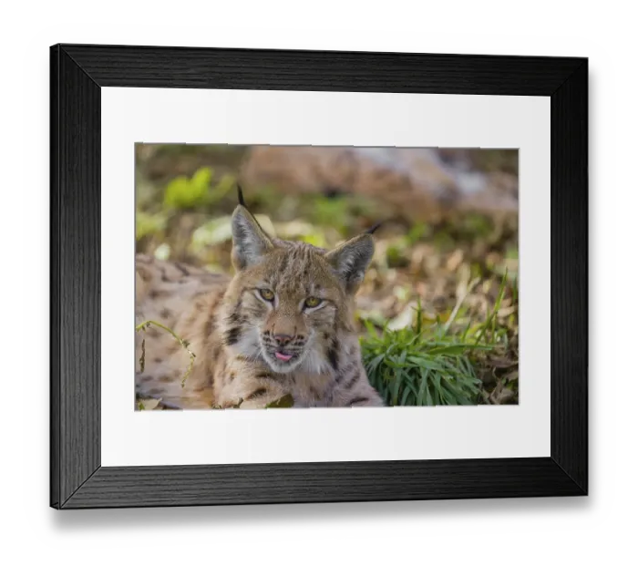 Framed Print : Portrait of a young Eurasian lynx (Lynx lynx) lying on the forest floor
