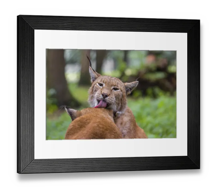 Framed Print : Two Eurasian lynx (Lynx lynx) sit on the forest floor and groom each other Framed Print : Two Eurasian lynx (Lynx lynx) sit on the forest floor and groom each other