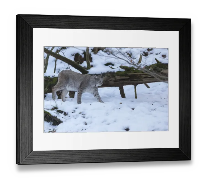 Framed Print : One Eurasian lynx, Lynx lynx, walking in snow covered forest on hilly ground