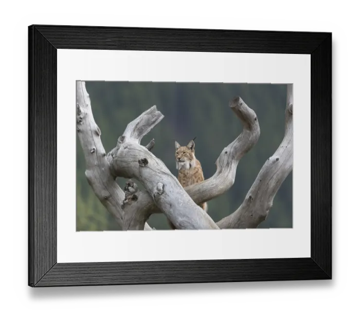Framed Print : One Eurasian lynx, (Lynx lynx) Framed Print : One Eurasian lynx, (Lynx lynx)