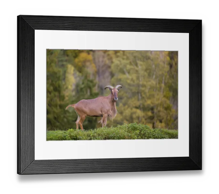 Framed Print : One Barbary sheep (Ammotragus lervia) stands on green hilly ground