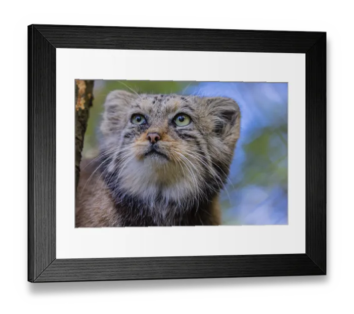 Framed Print : Portrait of a Pallas's cat (Otocolobus manul) or Manul