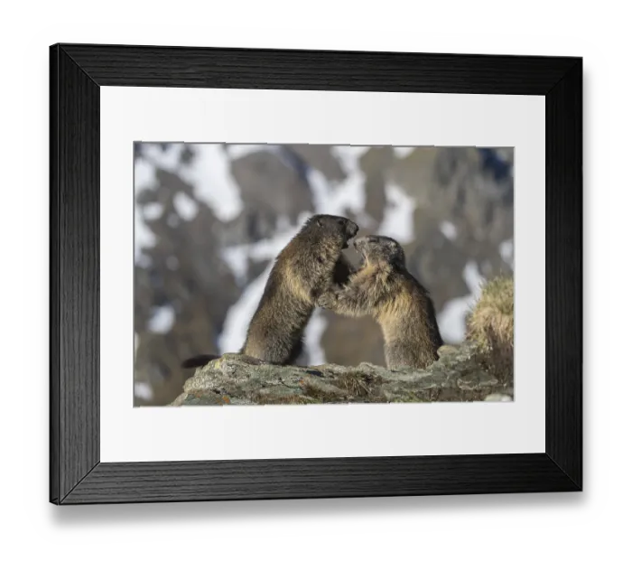 Framed Print : Two Alpine Marmots playfighting Framed Print : Two Alpine Marmots playfighting