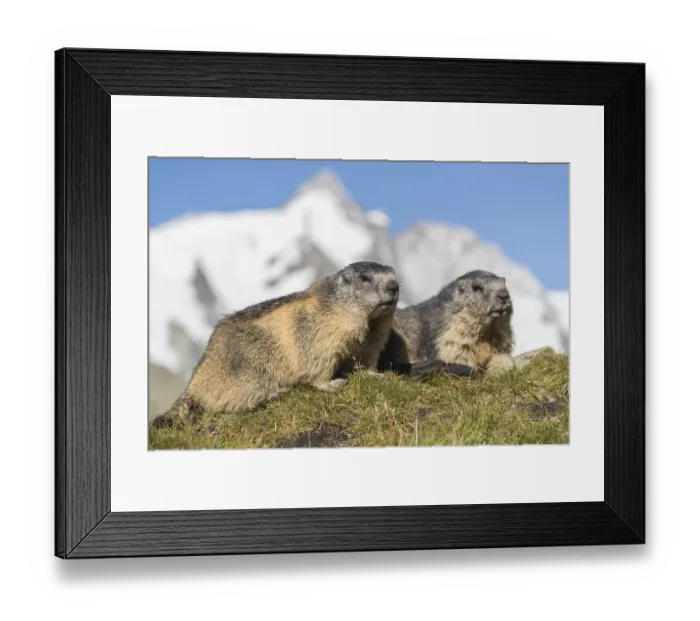 Framed Print : Two adult Alpine Marmot, Marmota marmota