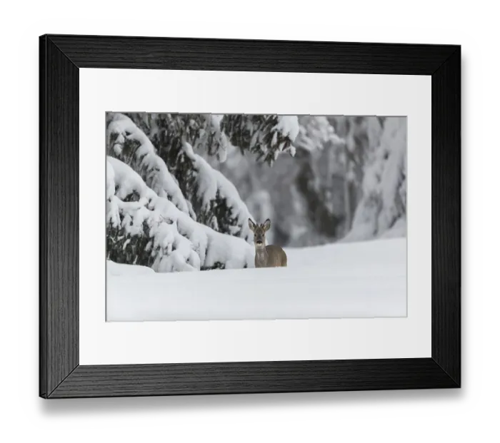 Framed Print : One young male Roe Deer, Roe buck (Capreolus capreolus) Framed Print : One young male Roe Deer, Roe buck (Capreolus capreolus)