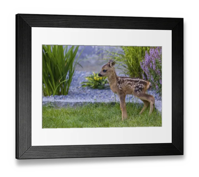 Framed Print : A fawn (Capreolus capreolus), standing in a garden