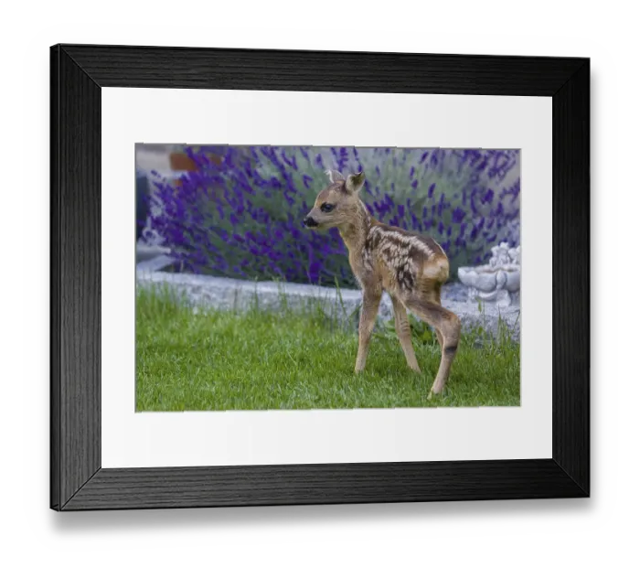 Framed Print : A fawn (Capreolus capreolus), standing in a garden Framed Print : A fawn (Capreolus capreolus), standing in a garden