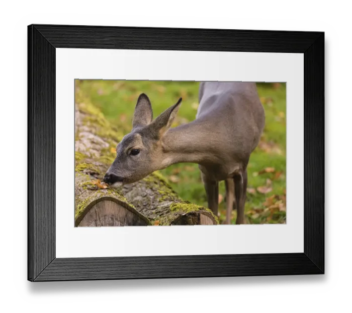 Framed Print : One female Roe Deer, (Capreolus capreolus) Framed Print : One female Roe Deer, (Capreolus capreolus)