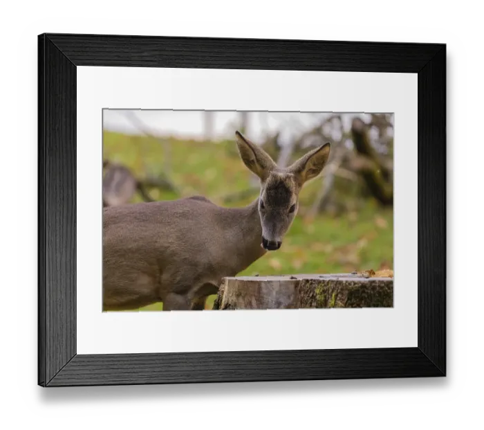 Framed Print : One female Roe Deer, (Capreolus capreolus)