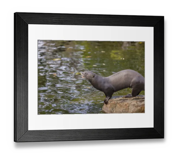 Framed Print : One giant otter or giant river otter (Pteronura brasiliensis) standing on a rock in a river Framed Print : One giant otter or giant river otter (Pteronura brasiliensis) standing on a rock in a river