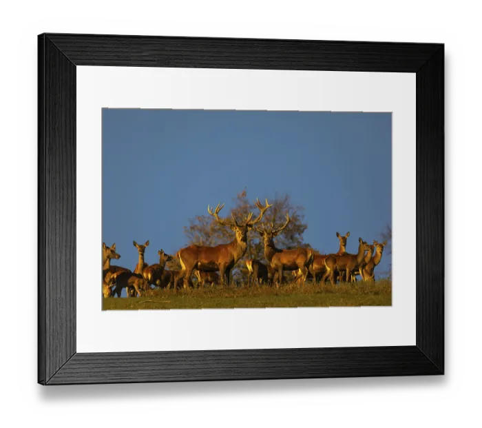 Framed Print : A herd of red deer (Cervus elaphus) standing on a meadow Framed Print : A herd of red deer (Cervus elaphus) standing on a meadow