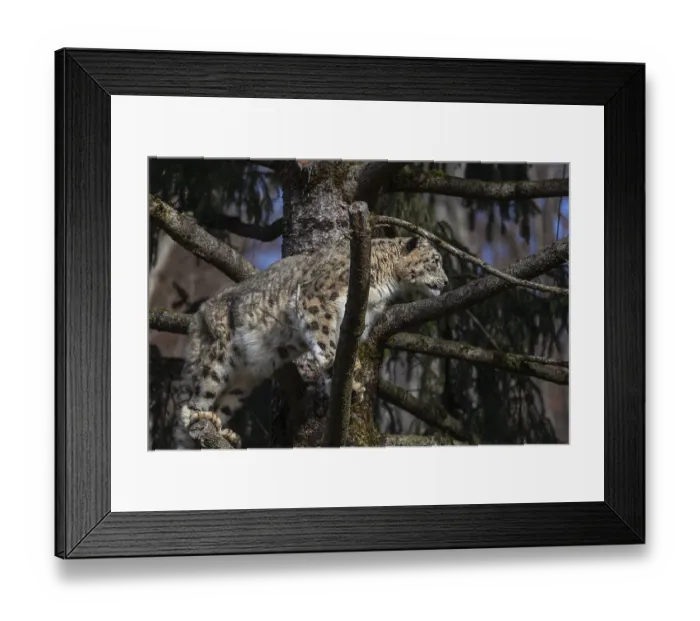 Framed Print : One adult snow leopard (Panthera uncia) standing high up in a tree