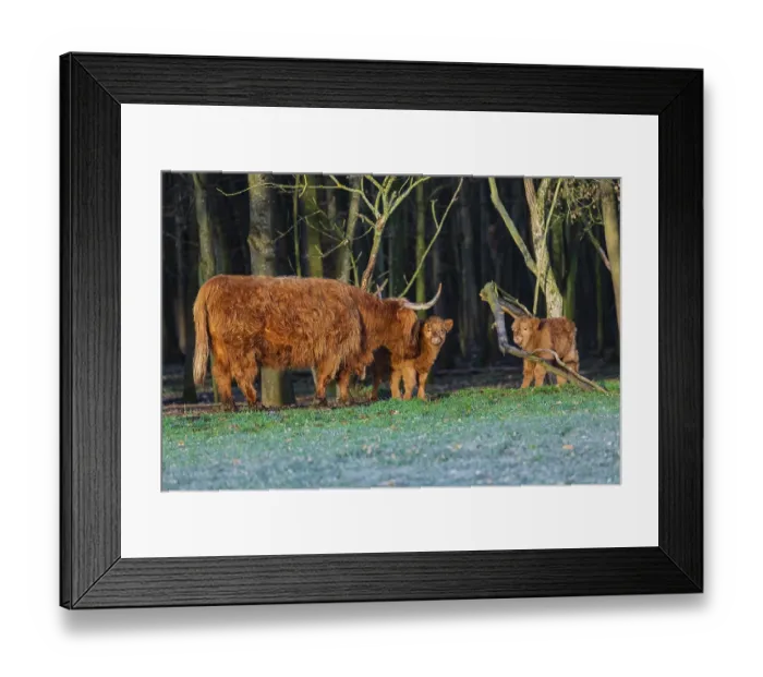 Framed Print : One Highland cow (Bos (primigenius) taurus) and two calves stand at a forest edge