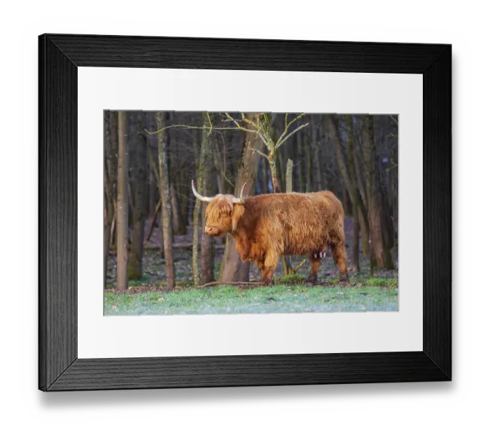 Framed Print : One Highland cow (Bos (primigenius) taurus) stands at a forest edge