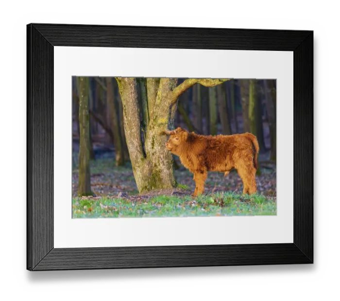 Framed Print : One Highland calf (Bos (primigenius) taurus) stands at a forest edge