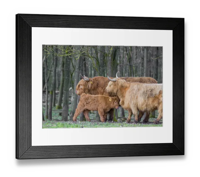 Framed Print : A family of Highlands (Bos (primigenius) Framed Print : A family of Highlands (Bos (primigenius)