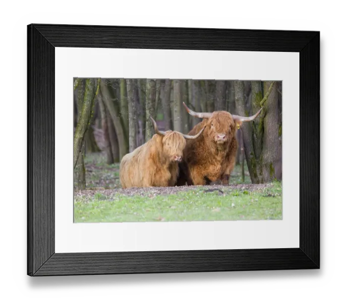 Framed Print : One Highland bull and a cow (Bos (primigenius) taurus) stand at a forest edge