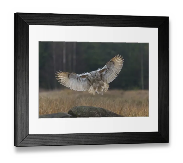 Framed Print : One Siberian Eagle Owl (Bubo bubo sibiricus) Framed Print : One Siberian Eagle Owl (Bubo bubo sibiricus)