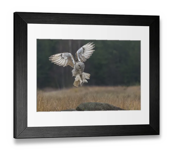 Framed Print : One Siberian Eagle Owl (Bubo bubo sibiricus)