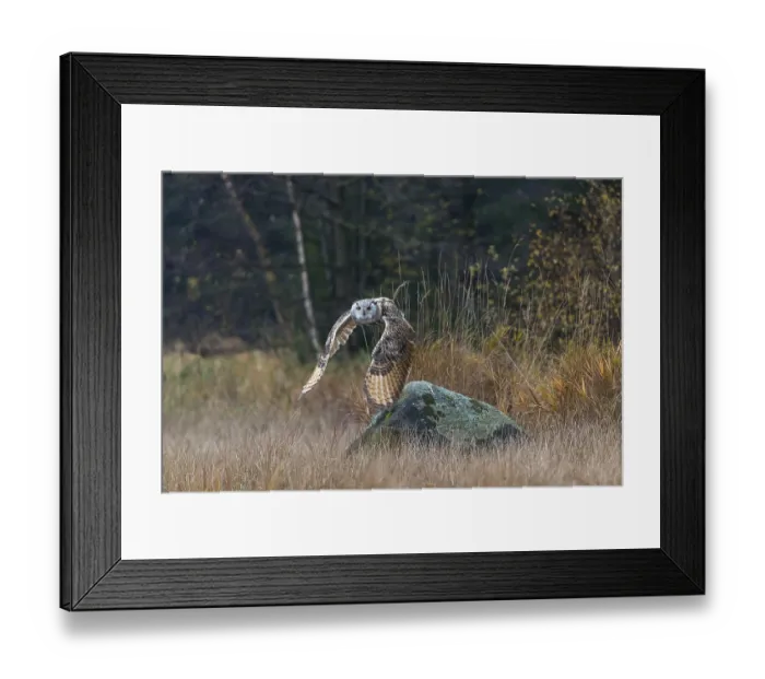 Framed Print : One Siberian Eagle Owl (Bubo bubo sibiricus) flying over tall reed grass lakeshore on an autumnal misty cold morning