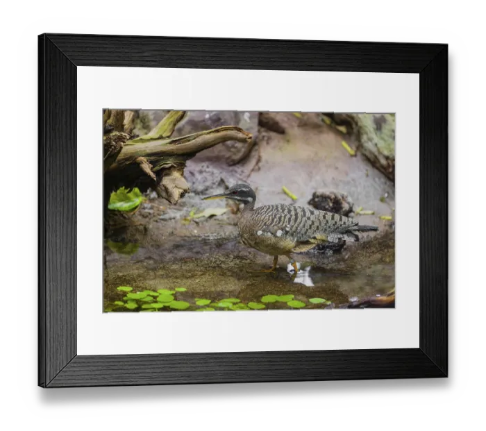 Framed Print : A sunbittern (Eurypyga helias) walks through a shallow creek in a forest searching for food
