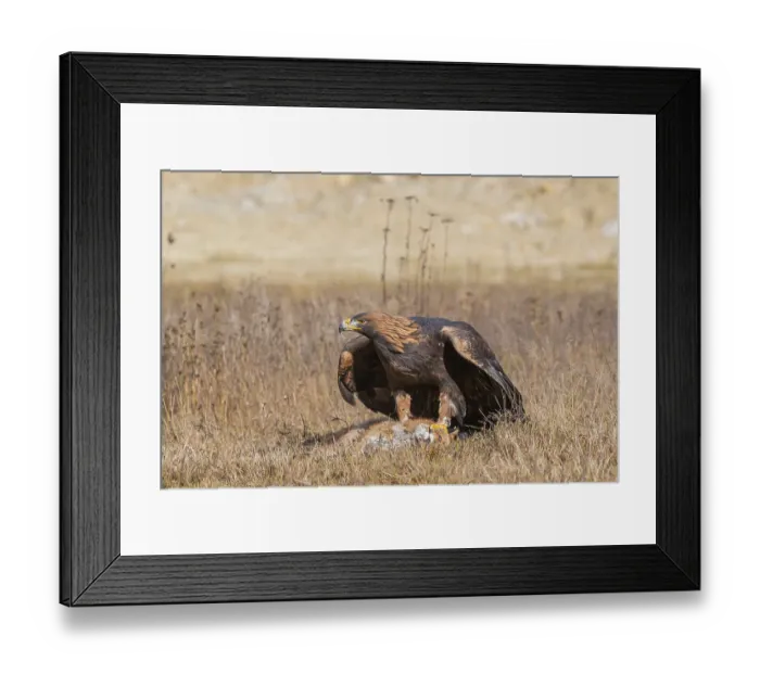 Framed Print : One golden eagle (Aquila chrysaetos) sitting in bright sunlight on a meadow