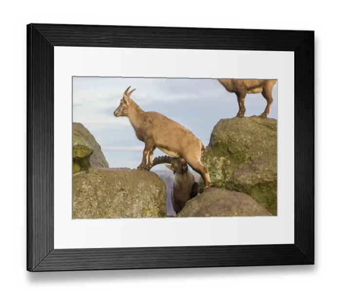 Framed Print : Two ibex (Capra ibex), a male and a female