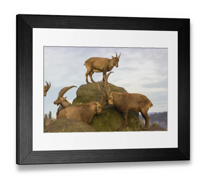 Framed Print : A group of ibex (Capra ibex) standing on a rock