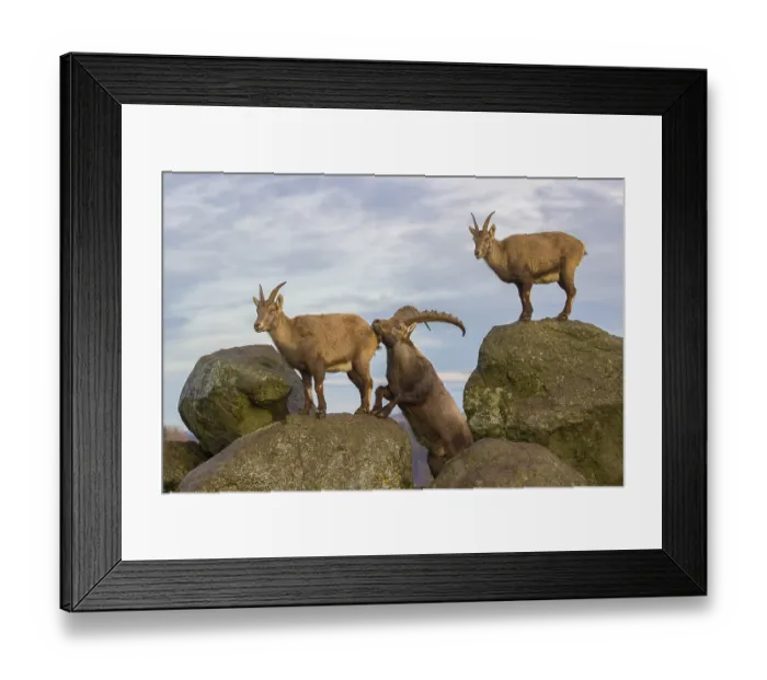 Framed Print : Two ibex (Capra ibex), a male and a female