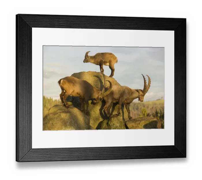Framed Print : Three ibex (Capra ibex) playing on a rock in the last light of the day Framed Print : Three ibex (Capra ibex) playing on a rock in the last light of the day