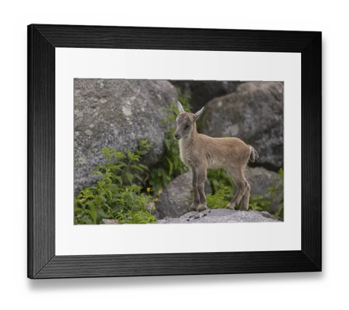 Framed Print : One baby ibex (Capra ibex) climbing on rocks
