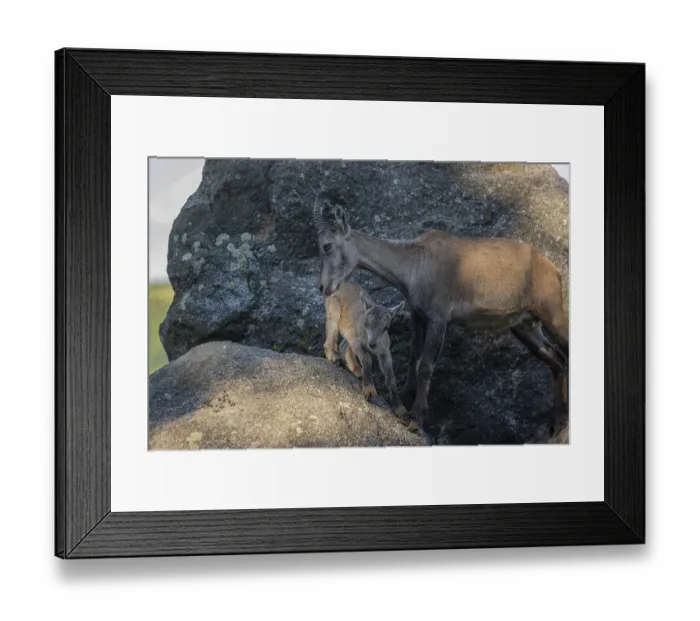 Framed Print : One adult female ibex (Capra ibex) standing on a rock Framed Print : One adult female ibex (Capra ibex) standing on a rock