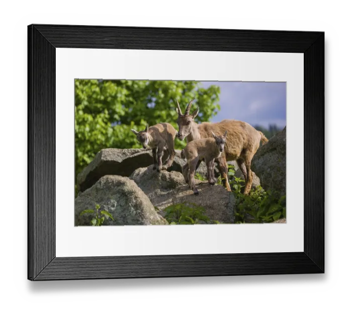 Framed Print : An adult female ibex (Capra ibex) and two of her babies standing on rocks Framed Print : An adult female ibex (Capra ibex) and two of her babies standing on rocks