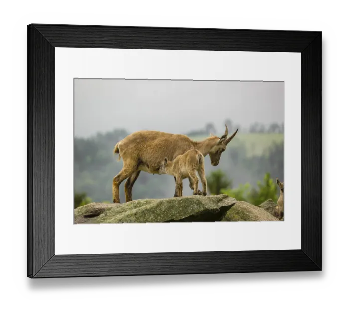 Framed Print : An adult female ibex (Capra ibex) stands on a rock with one of her young