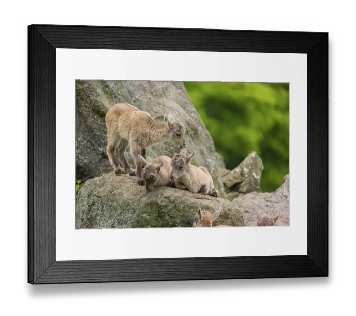 Framed Print : A group of young ibex (Capra ibex) play on a rock