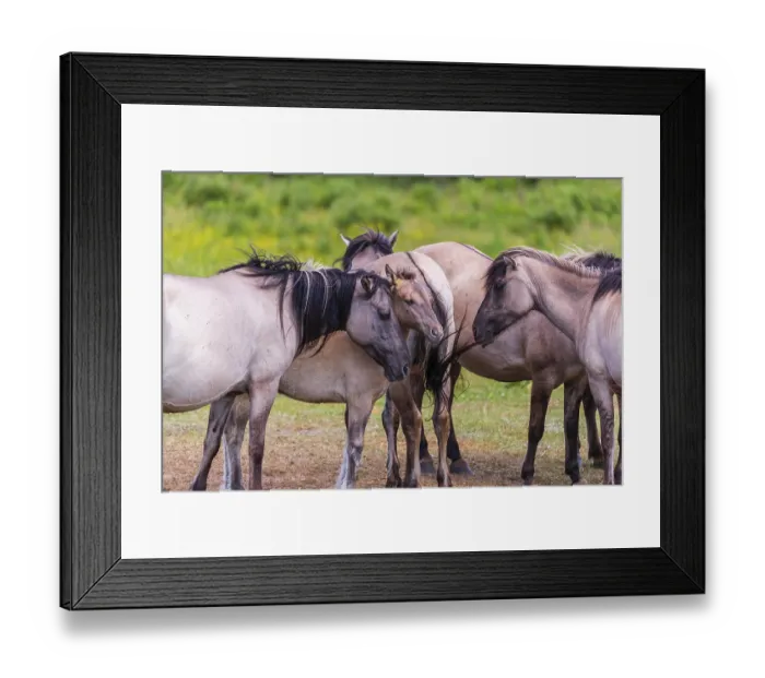 Framed Print : A herd of tarpans (Equus ferus) stands in a clearing in the Masuria tarpan horse reserve