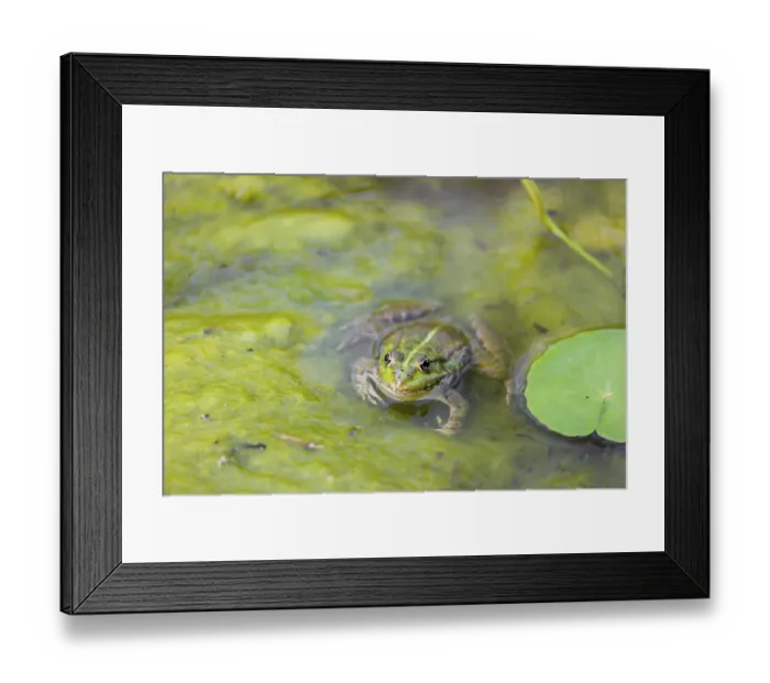 Framed Print : A common water frog, Pelophylax kl