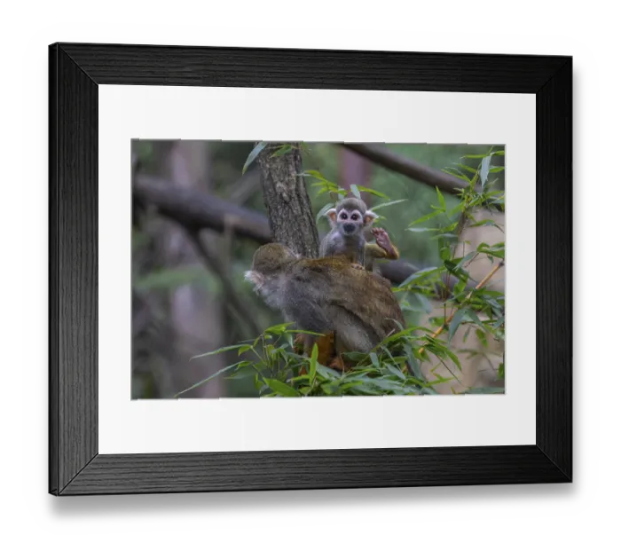 Framed Print : One female Central American squirrel monkey