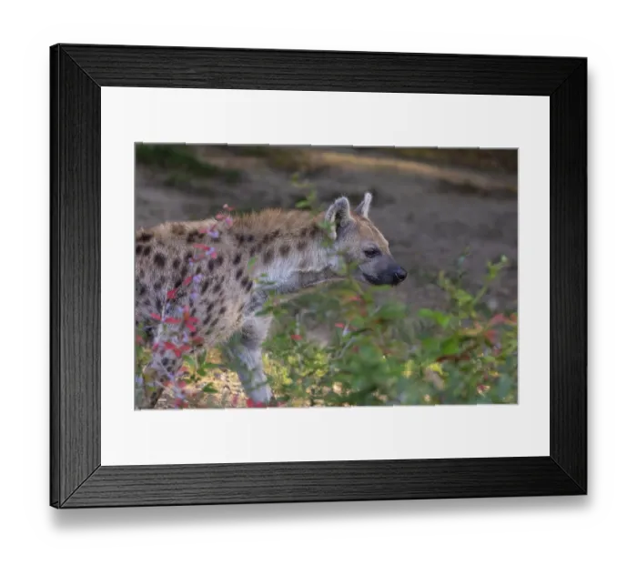 Framed Print : One young adult male spotted hyena (Crocuta crocuta)