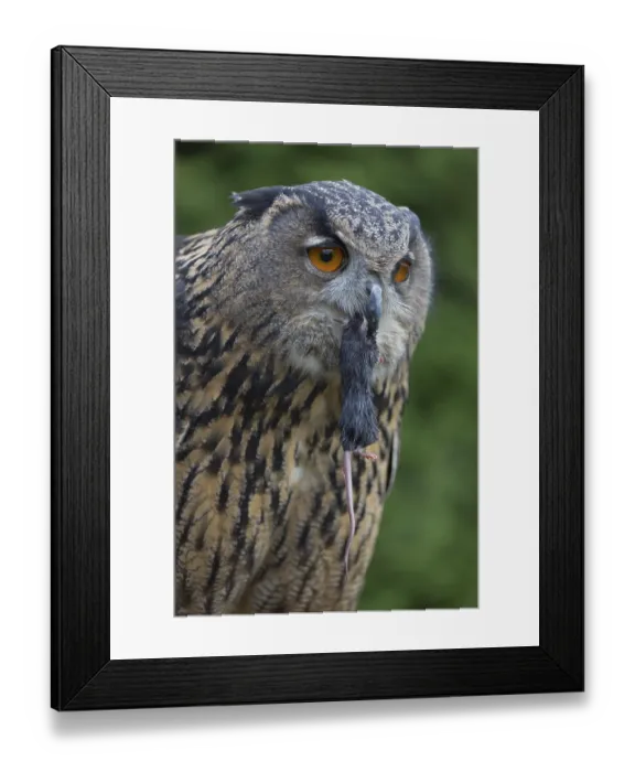 Framed Print : Portrait of an Eurasian Eagle Owl