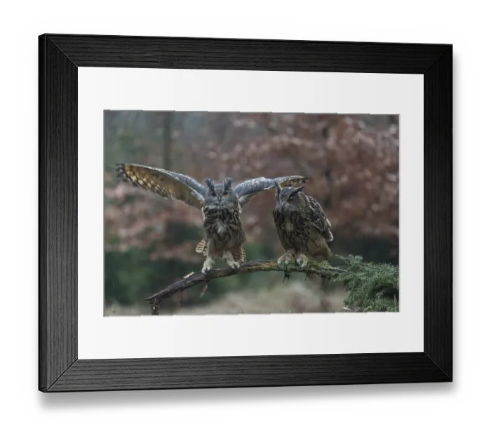 Framed Print : One female and one male Eurasian Eagle Owl