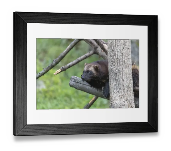 Framed Print : One wolverine, (Gulo gulo), resting on a fallen tree Framed Print : One wolverine, (Gulo gulo), resting on a fallen tree