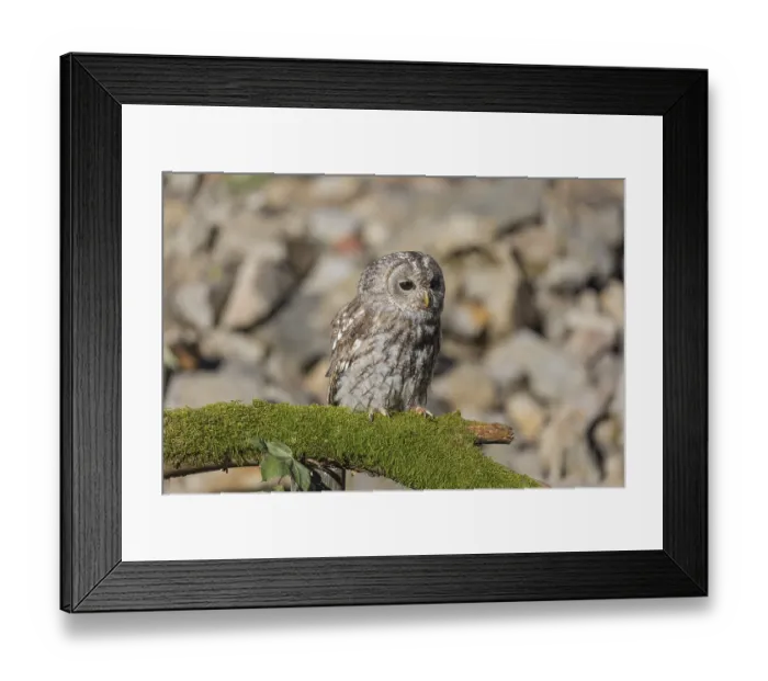 Framed Print : One tawny owl or brown owl (Strix aluco) sitting on a mossy branch