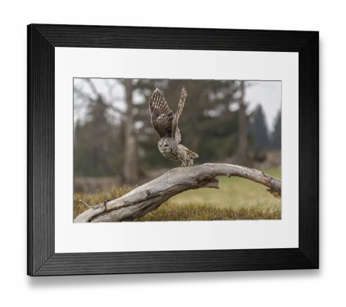 Framed Print : One tawny owl or brown owl (Strix aluco) starting off of a branch for a hunt