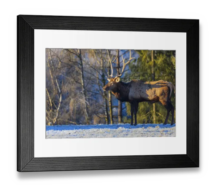 Framed Print : One Wapiti stag, Cervus canadensis