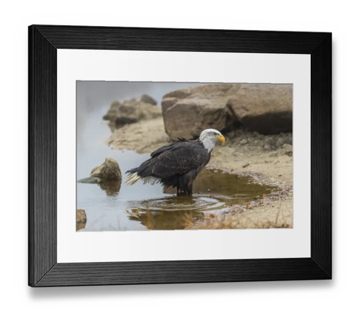 Framed Print : One Bald Eagle, Haliaeetus leucocephalus Framed Print : One Bald Eagle, Haliaeetus leucocephalus