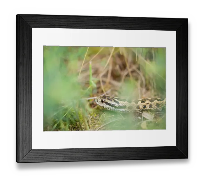 Framed Print : Portrait of a Hungarian meadow viper (Vipera ursinii rakosiensis) lying in tall grass Framed Print : Portrait of a Hungarian meadow viper (Vipera ursinii rakosiensis) lying in tall grass